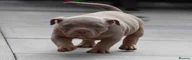 American Bully 3