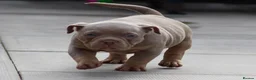 American Bully dogs for sale: American bully’s for sale  - Advert 8