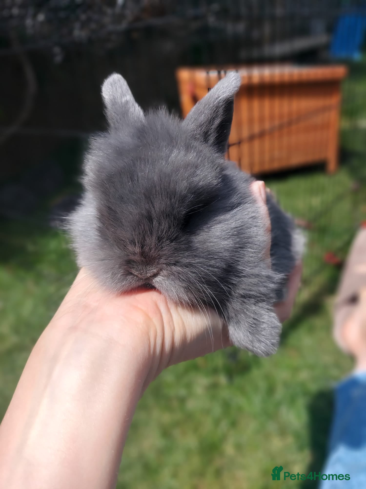 Mini Lop rabbits for sale: 3 x Mini Lion Lops ready to collect 23 June - Advert 8