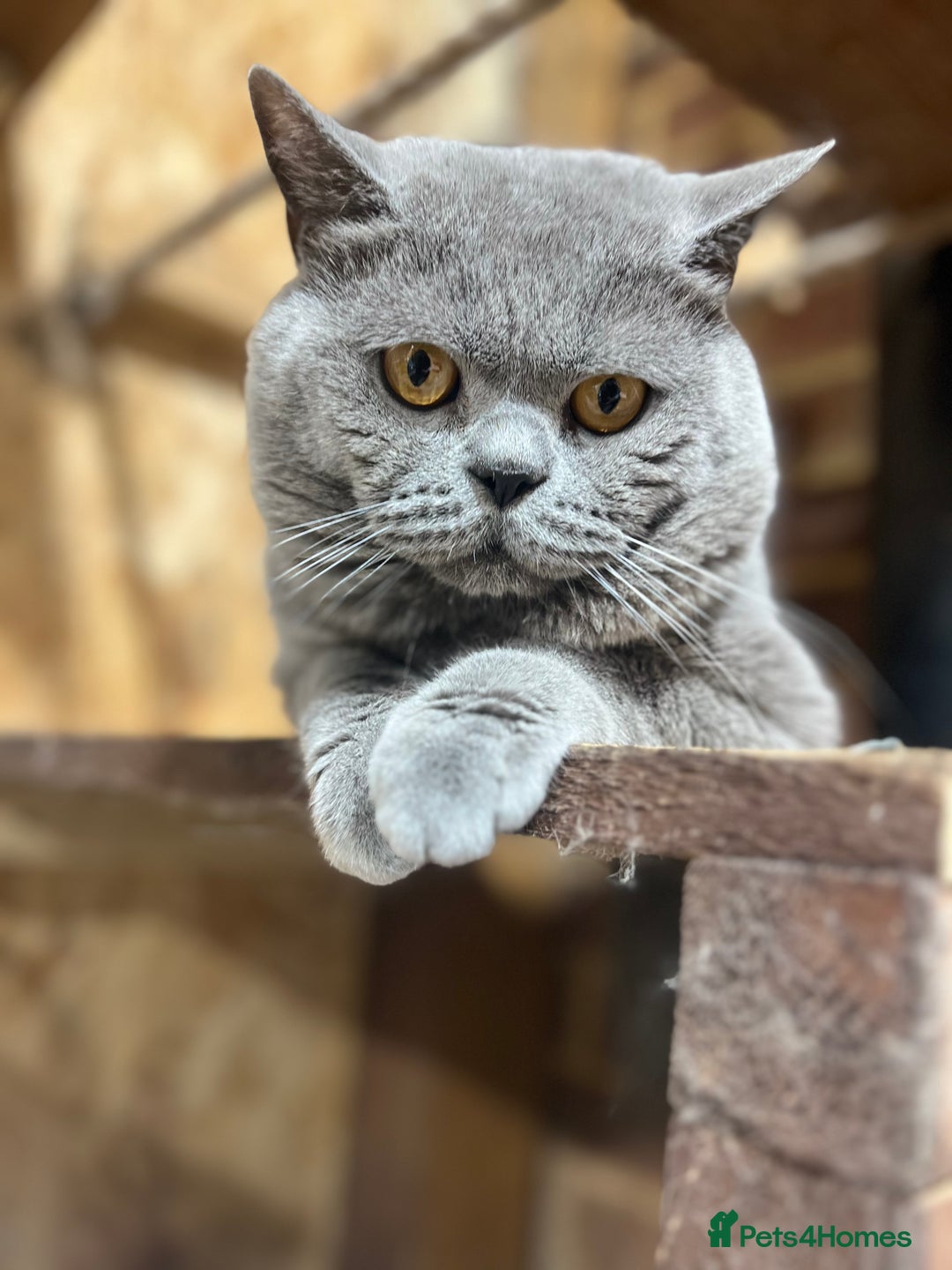 British Shorthair cats for sale: British Shorthair Boy  - Advert 5