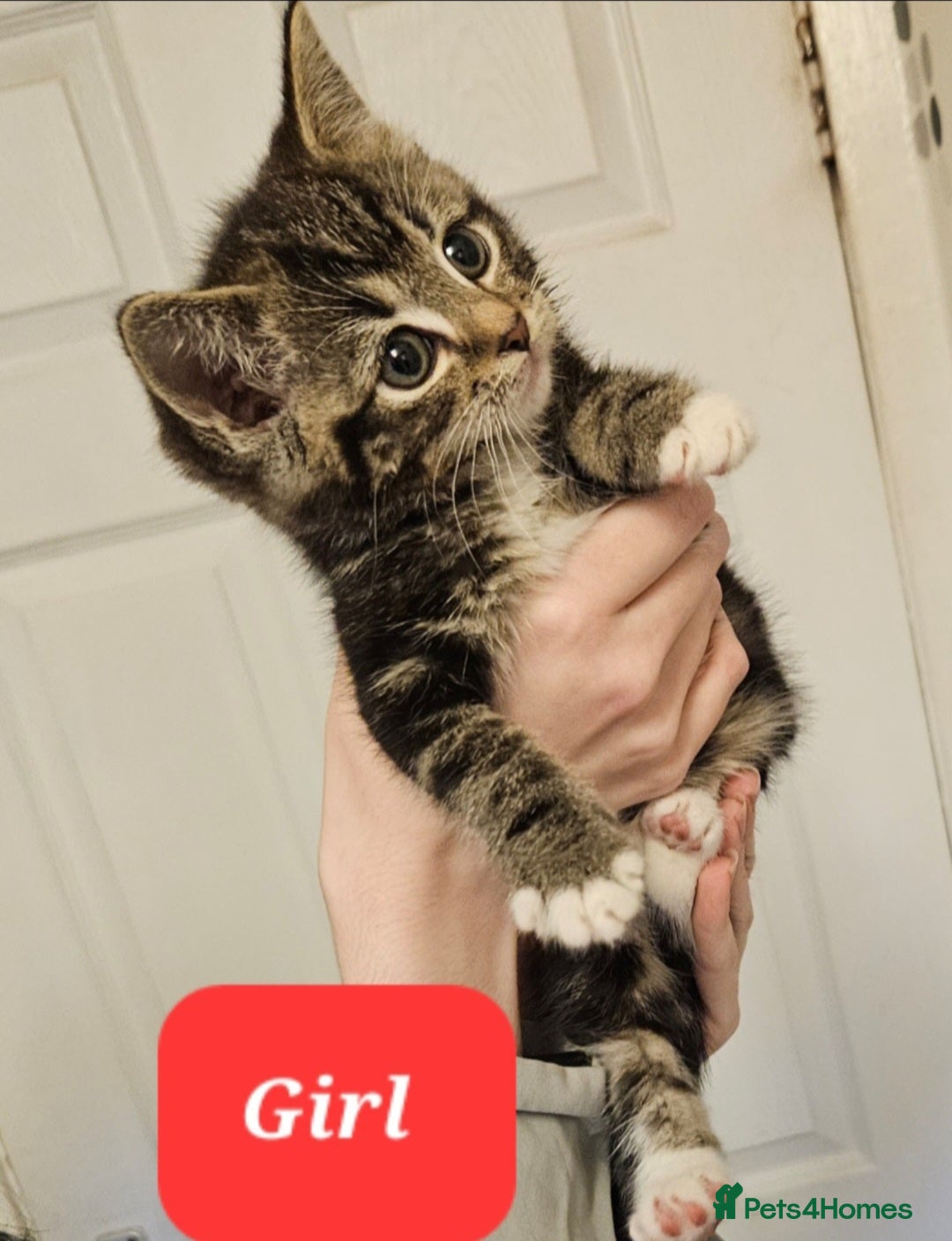 Mixed Breed cats for sale: Beautiful tabby kittens  - Advert 2