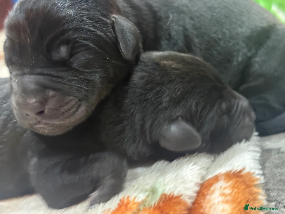 Mixed Breed dogs for sale: Gorgeous LAB X ROTTIE PUPPYS  in Ripley - Advert 2