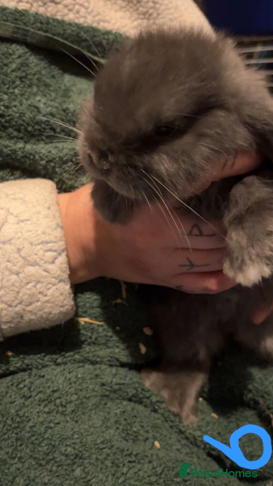 Mini Lop rabbits for sale: Mini lop kits - Image 4