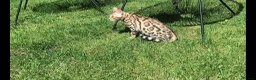 Bengal cats for sale: Trixie  in Rochdale - Advert 8
