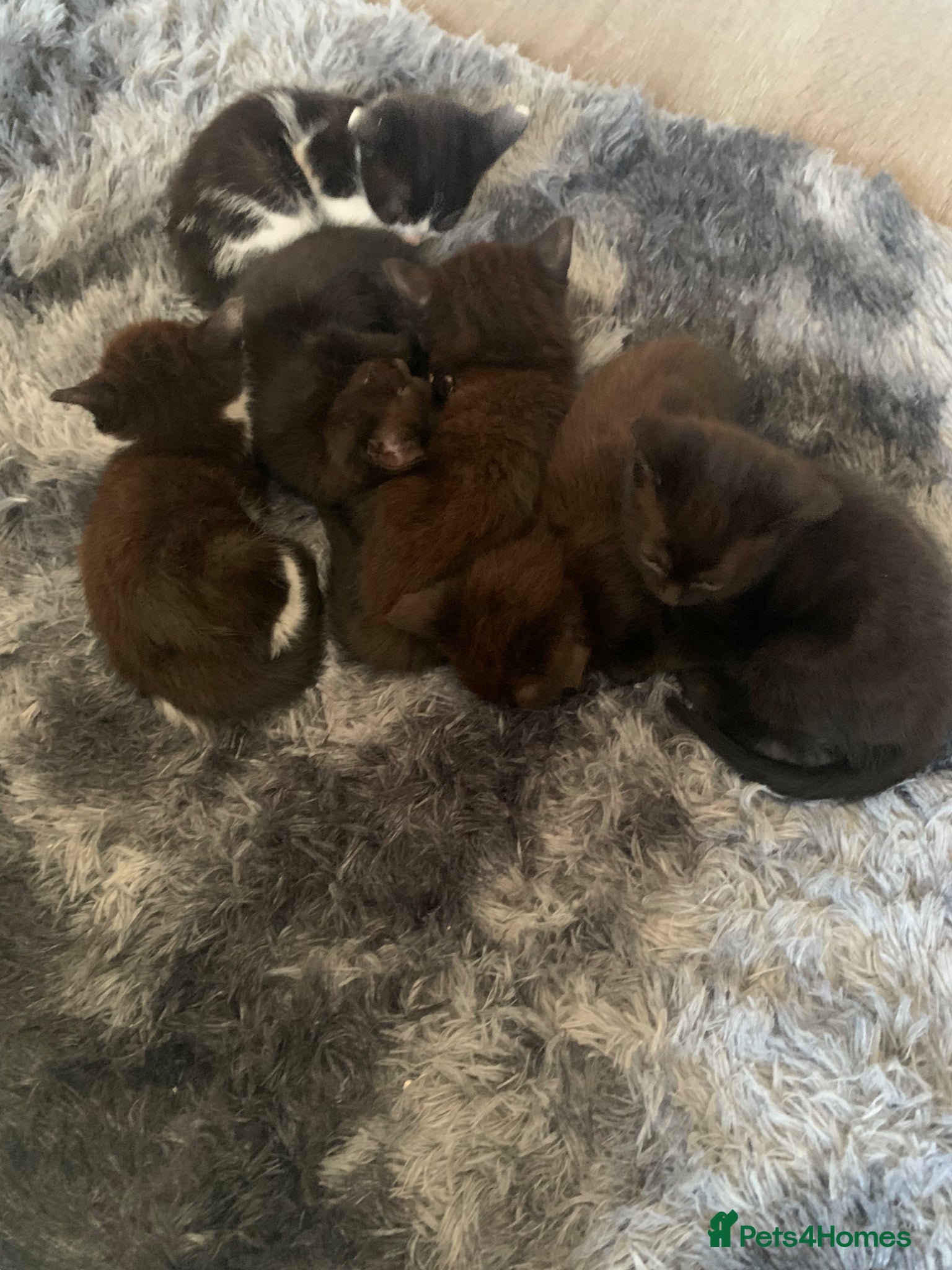 Mixed Breed cats Kittens  - Advert 2