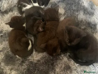 Mixed Breed cats Kittens - Advert 2