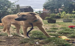 Mixed Breed dogs for adoption: Luanna - Hingham Norfolk  - Image 5