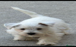 West Highland Terrier dogs for sale: Beautiful Westhighland White Terriers - Image 3
