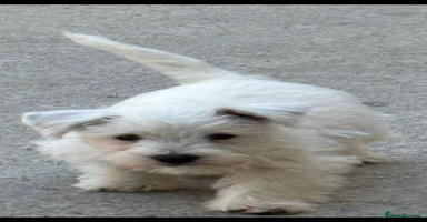 West Highland Terrier dogs - Advert 2