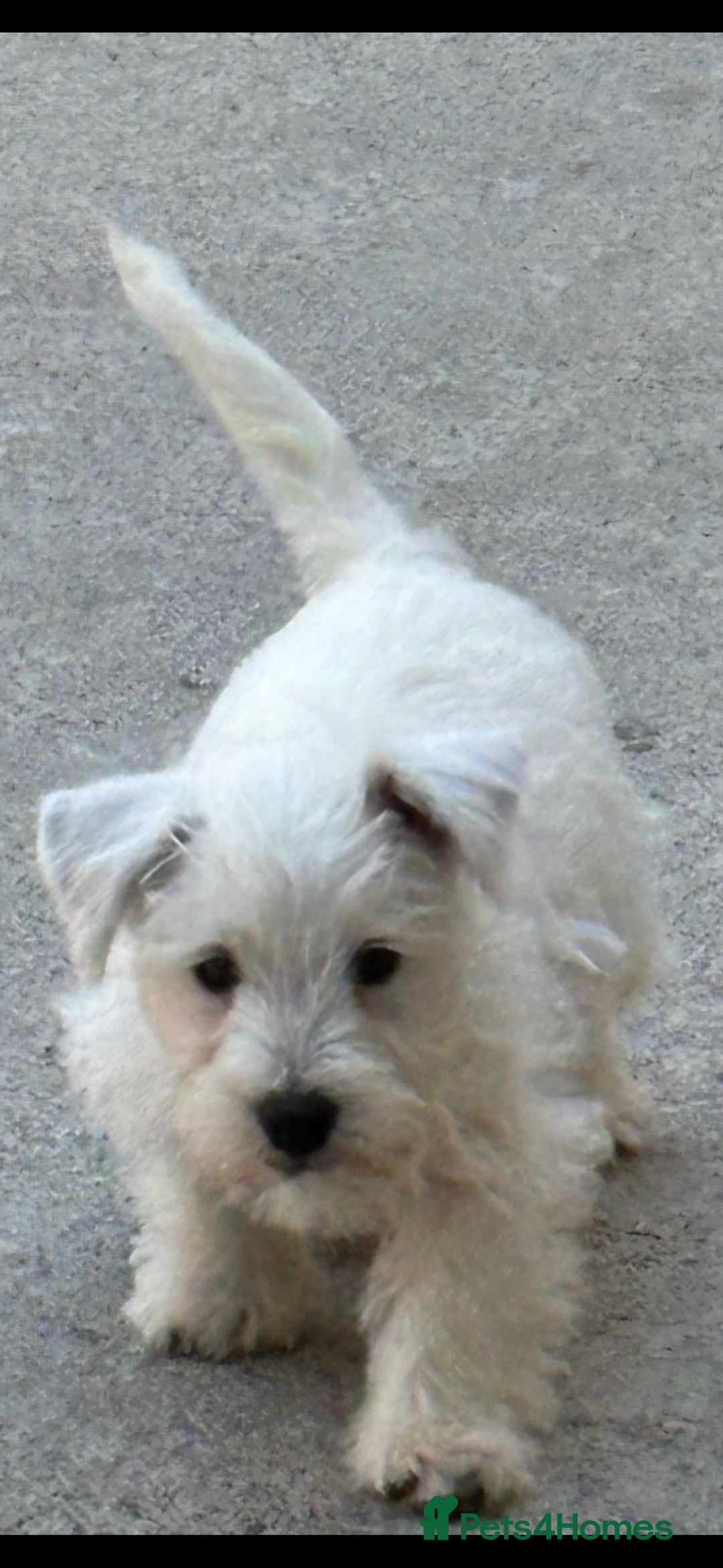 West Highland Terrier dogs for sale: Beautiful Westhighland White Terriers - Image 3