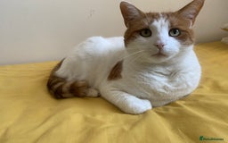 British Shorthair cats for sale: Three years cat  - Image 4