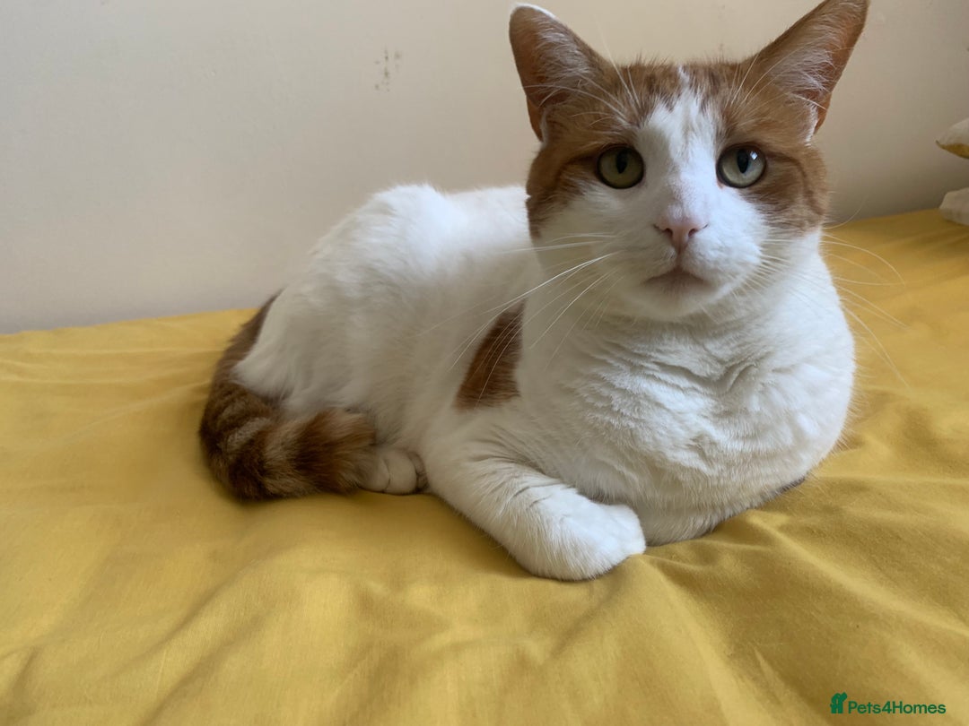 British Shorthair cats for sale: Three years cat  - Image 4