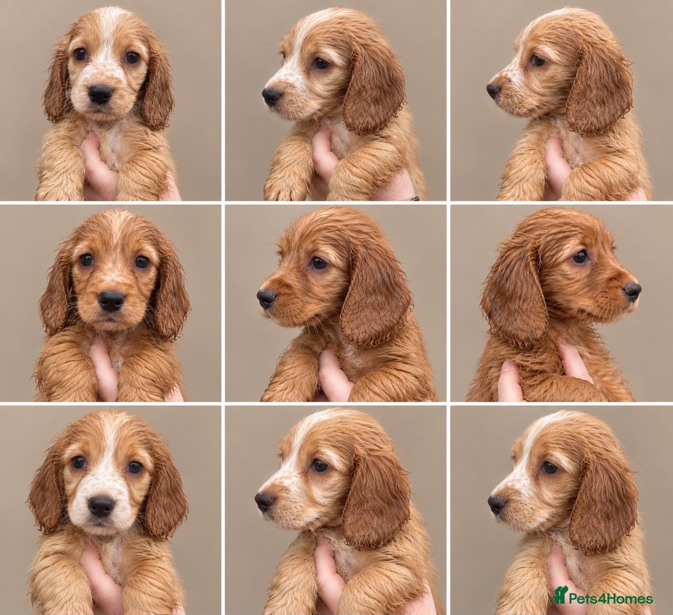 Cocker Spaniel dogs KC REGISTERED WORKING COCKER SPANIEL PUPPIES - Advert 2