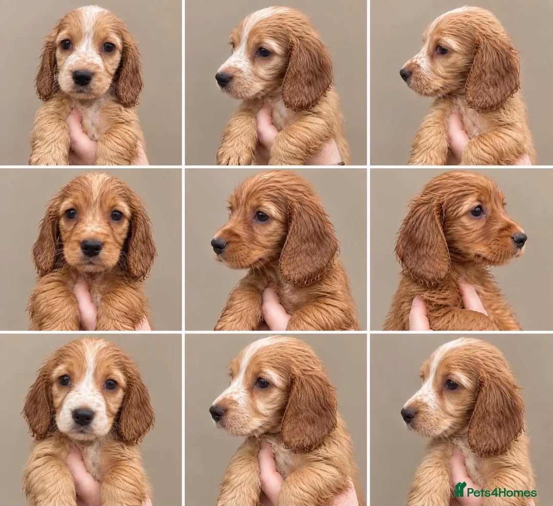 Cocker Spaniel dogs for sale: KC REGISTERED WORKING COCKER SPANIEL PUPPIES - Advert 2