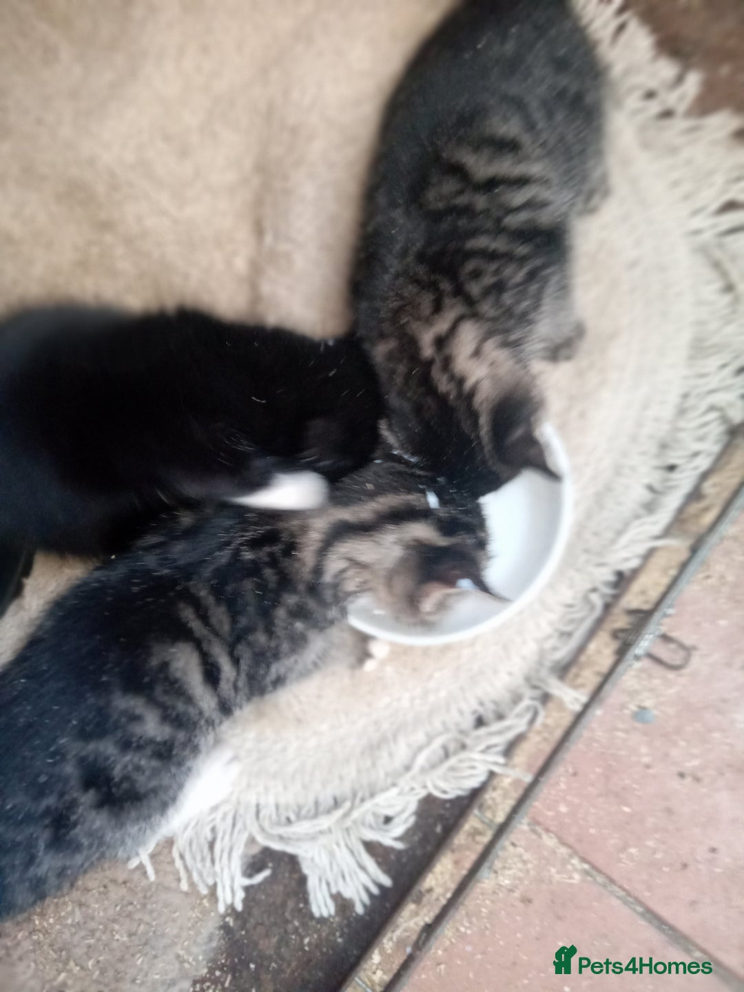 Mixed Breed cats for sale: 6 bonny kittens - Advert 5