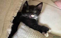 British Shorthair cats for sale: Kitten ready for forever homes  - Image 6