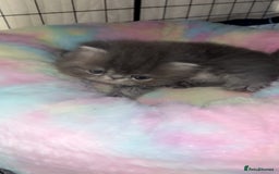 Persian cats for sale: Blue Persian  in Chesterfield - Image 15