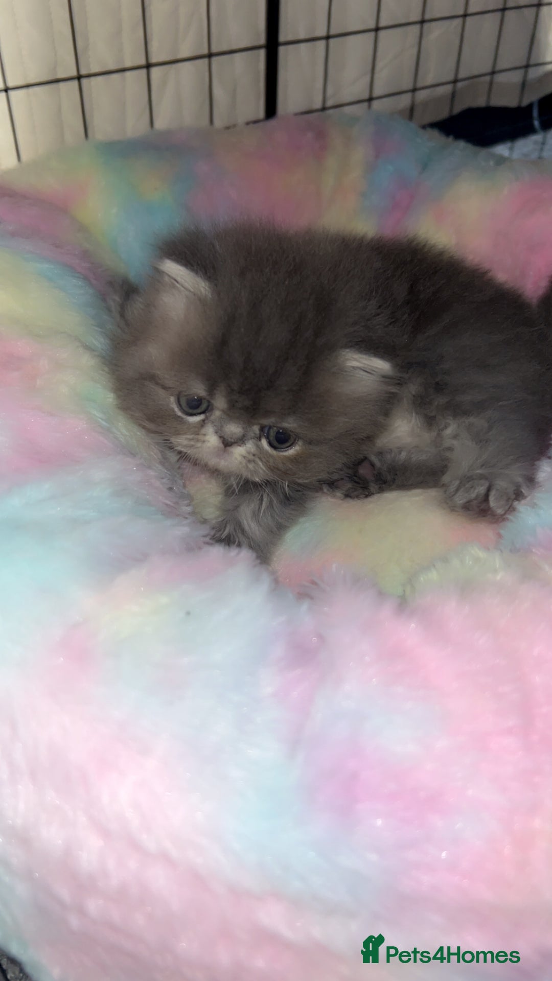 Persian cats for sale: Blue Persian  in Chesterfield - Image 15
