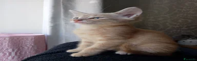 Maine Coon 2