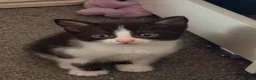 Mixed Breed cats for sale: Male tuxedo  - Advert 3