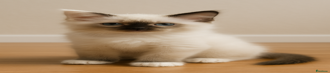 Ragdoll Kitten 2