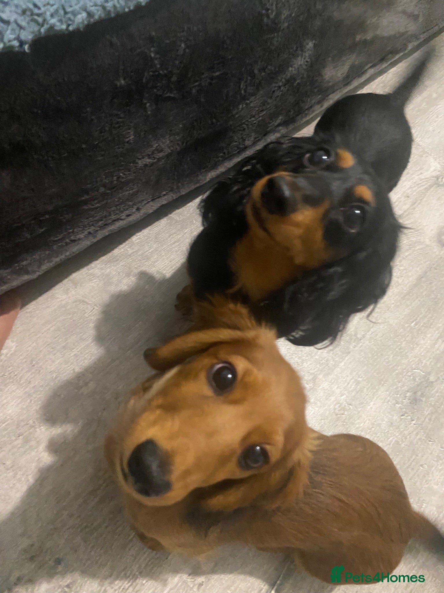 Miniature Dachshund dogs 2 Miniature Dachshund - longhaired - Advert 1