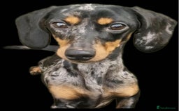 Miniature Dachshund dogs for sale: Silver dapple miniature dachshund female  - Image 1