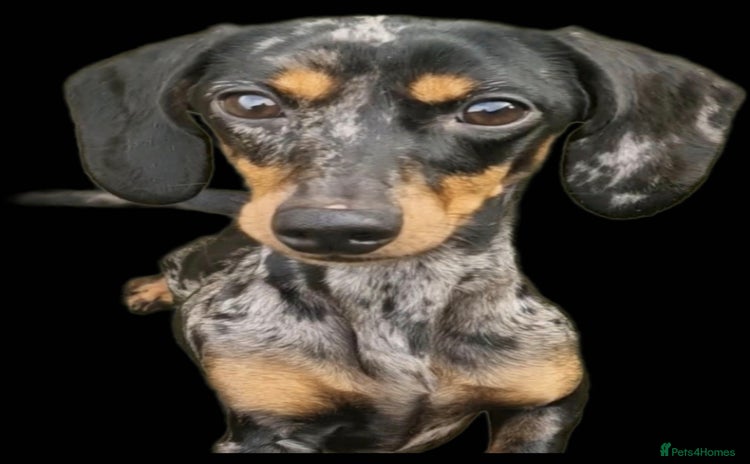 Miniature Dachshund dogs - Advert 2