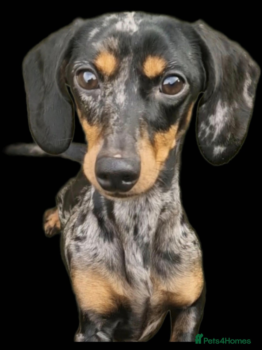 Miniature Dachshund dogs for sale: Silver dapple miniature dachshund female  - Image 1