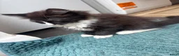 Mixed Breed cats for sale: Half ragdoll kittens! - Advert 9
