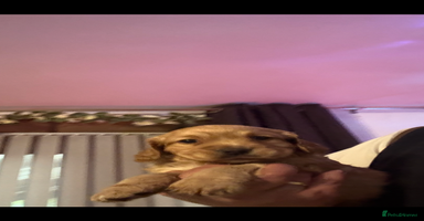 Cocker Spaniel dogs - Advert 4