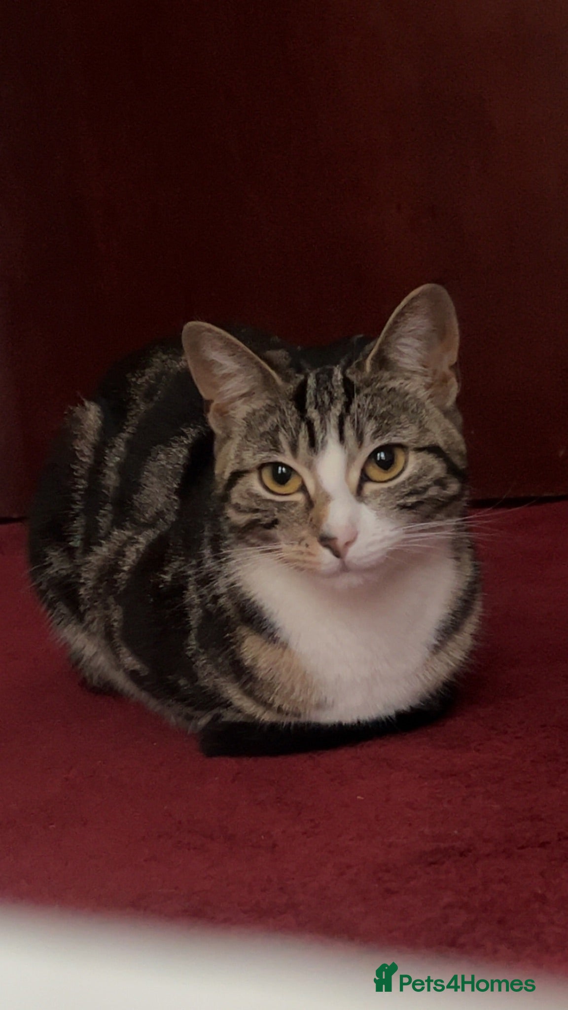 American Shorthair cats Coco  - Advert 6