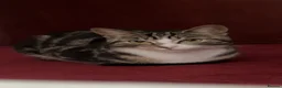American Shorthair cats for sale: Coco  - Advert 1