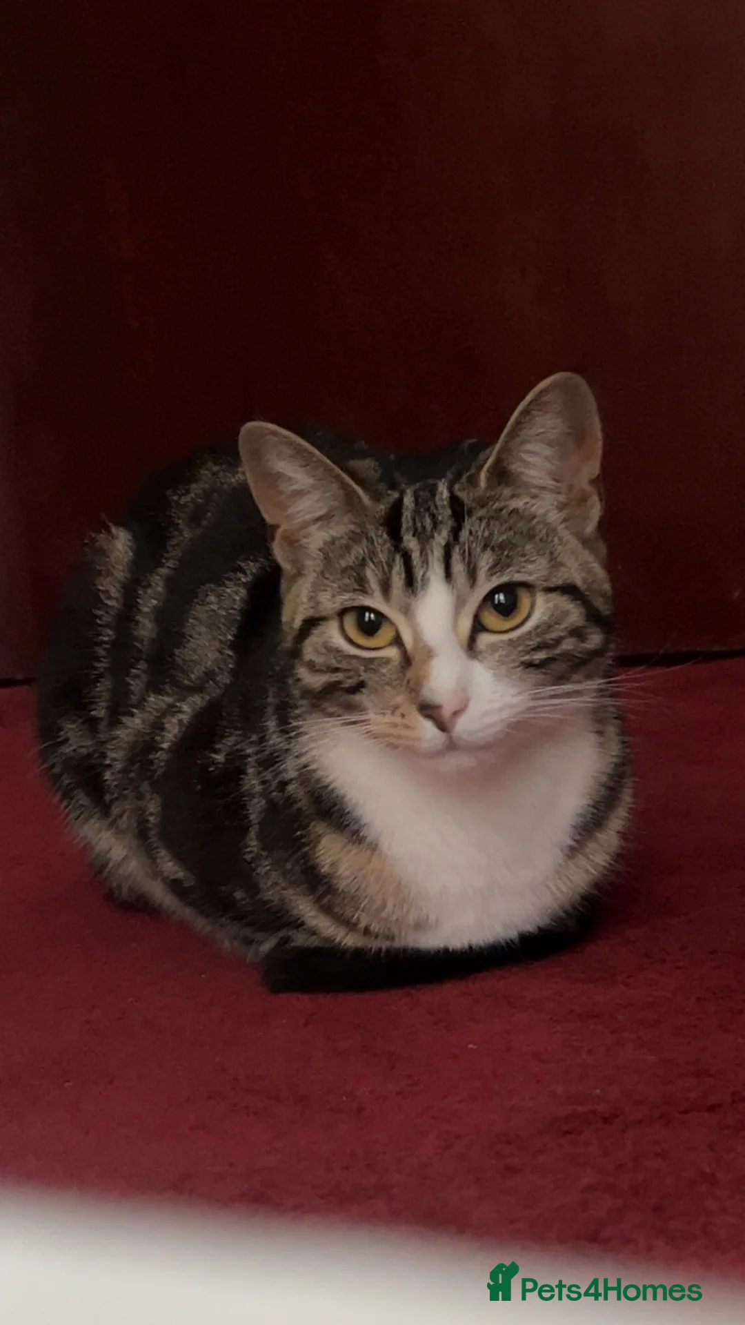American Shorthair cats for sale: Coco  - Advert 1