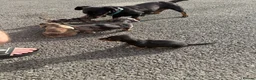 Dachshund dogs for sale: 4 playful dachshund pups  - Advert 2