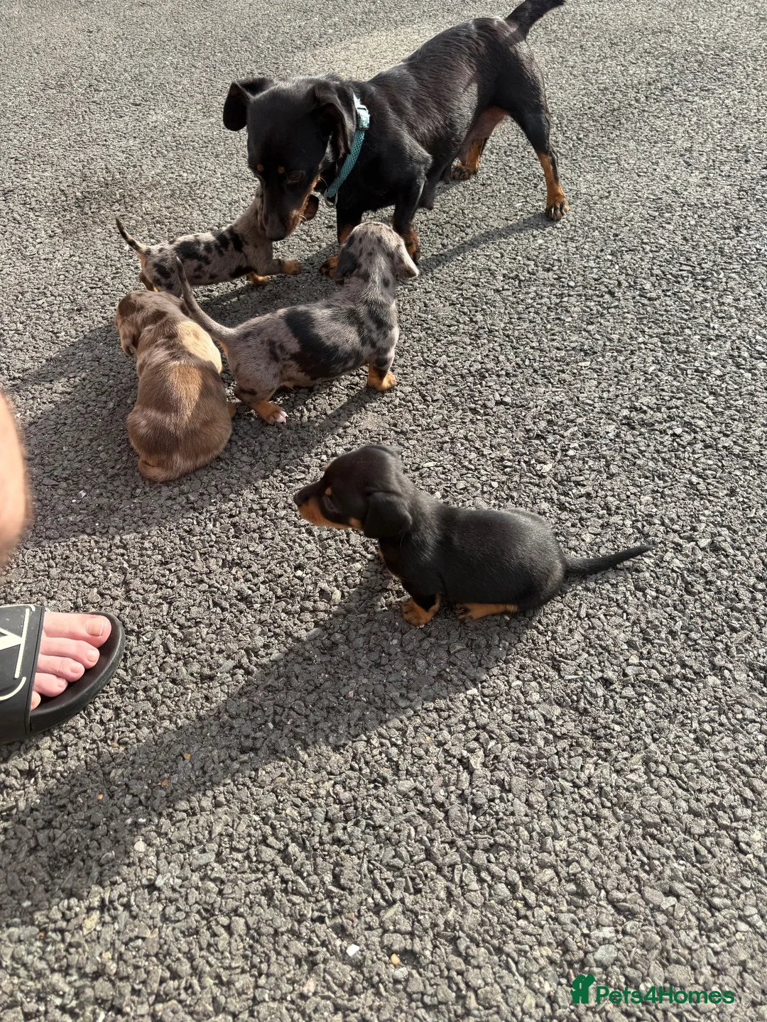 Dachshund dogs for sale: 4 playful dachshund pups  - Advert 2