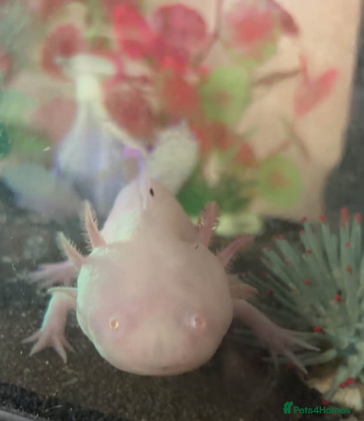 Axolotl reptiles Axolotl tank set up - Advert 1