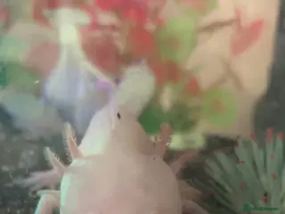 Axolotl reptiles Axolotl tank set up - Advert 1