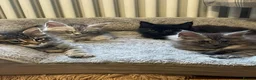Maine Coon cats for sale: Adorable Maine Coon Kittens in Leicester - Advert 9