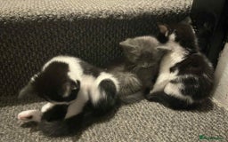 Mixed Breed cats for sale: Kittens for sale  - Image 1