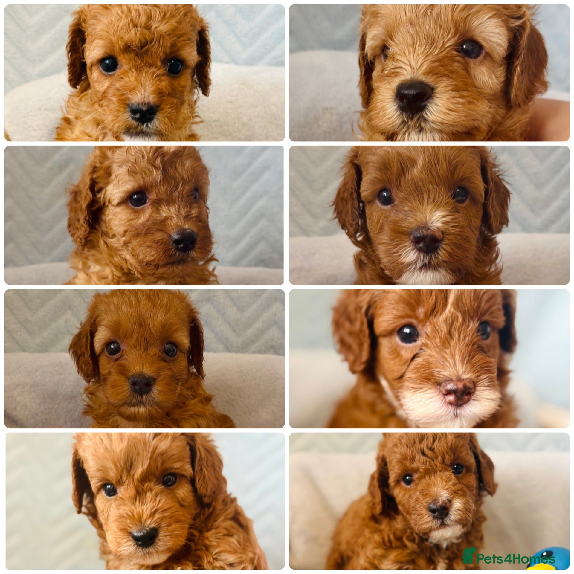 Cockapoo dogs F1B Cockapoo puppies - Ready  - Advert 18