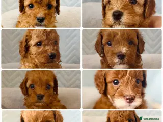 Cockapoo dogs F1B Cockapoo puppies - Ready - Advert 2