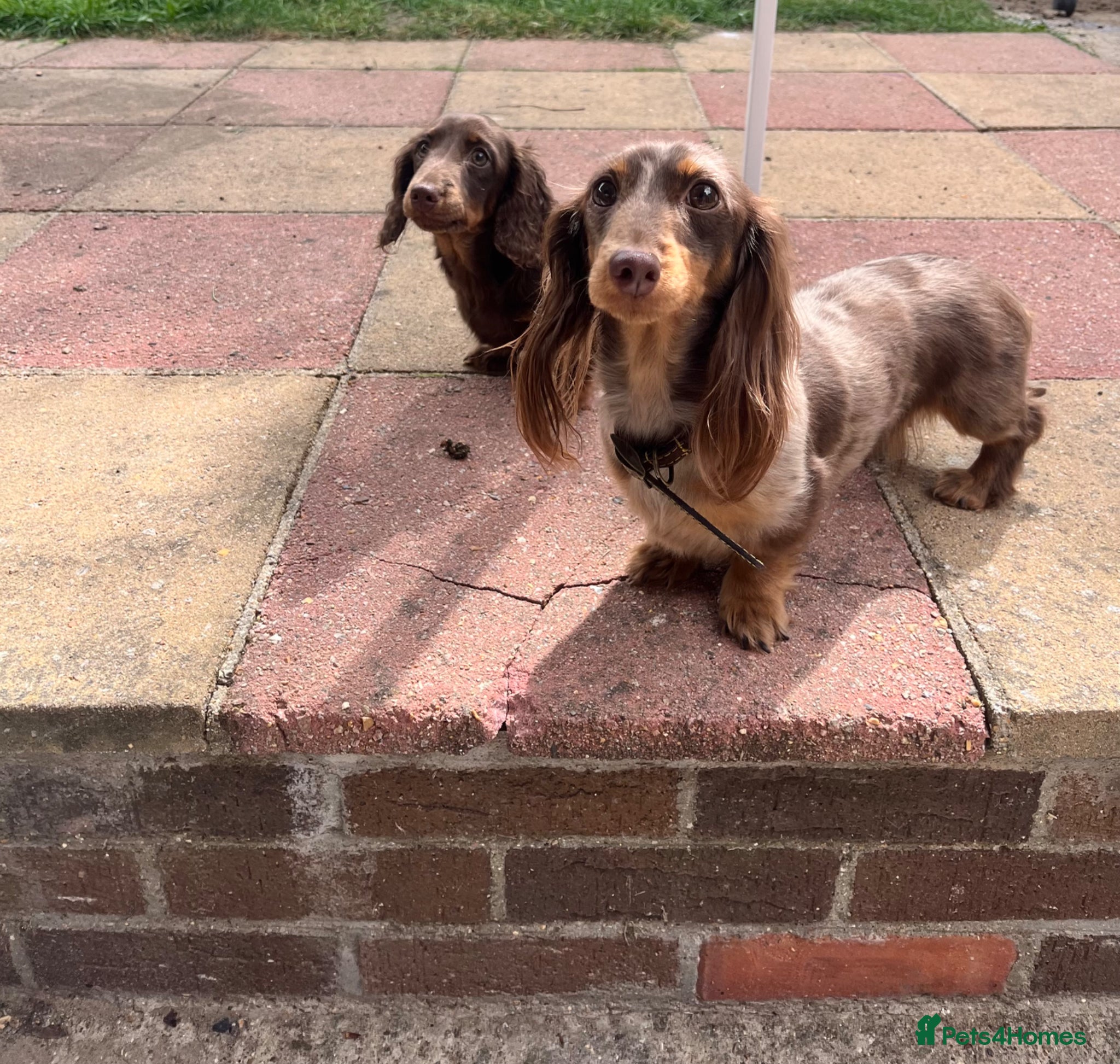 Miniature Dachshund dogs Last Beautiful longhaired miniature dachshund boy - Advert 17