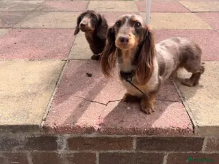 Miniature Dachshund dogs Last Beautiful longhaired miniature dachshund boy - Advert 3