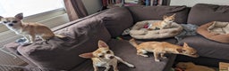 Chihuahua dogs for sale: 2 beautiful chihuahuas - Advert 5