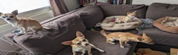 Chihuahua dogs for sale: 2 beautiful chihuahuas - Advert 5