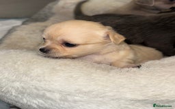 Chug dogs for sale: 6 beautiful chug puppies for sale ❤️ - Image 5