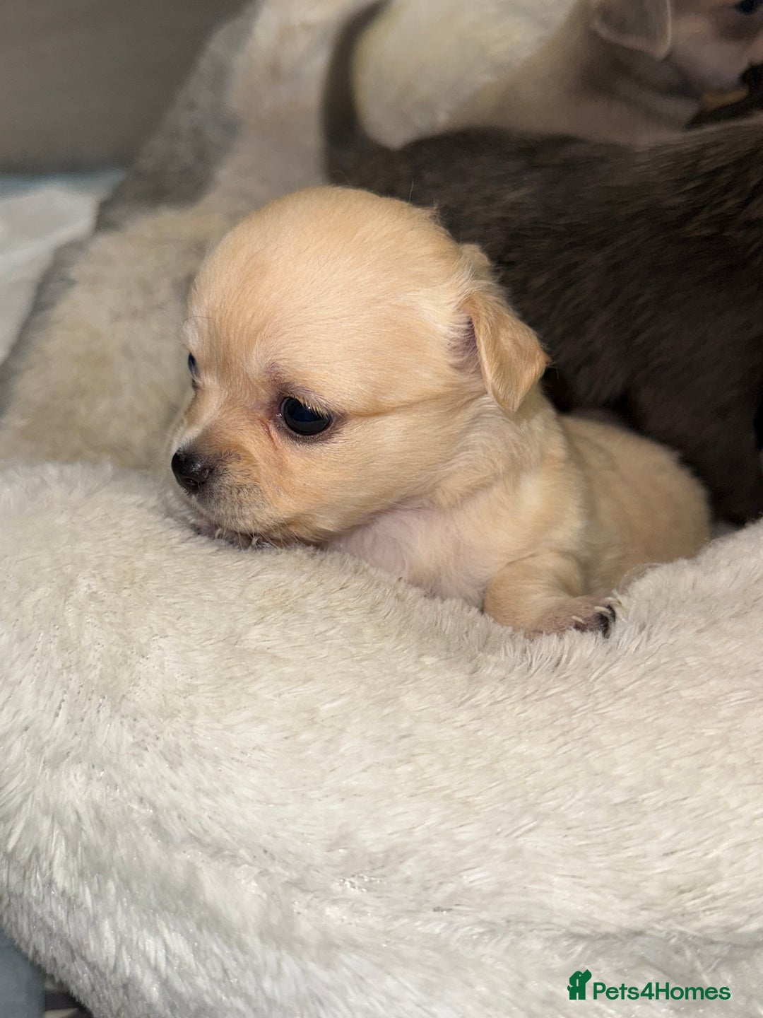 Chug dogs for sale: 6 beautiful chug puppies for sale ❤️ - Image 5