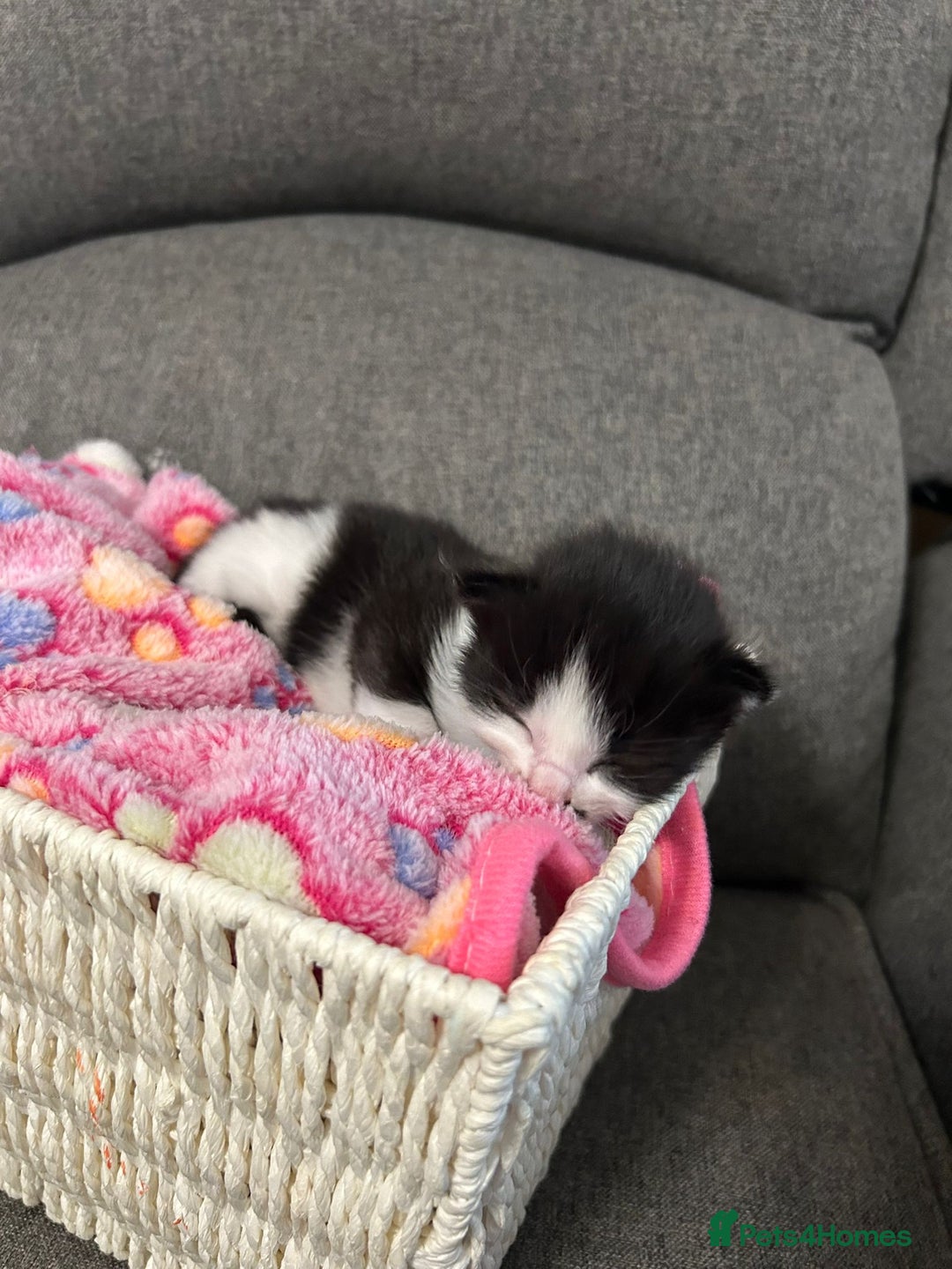 Mixed Breed cats for sale: Beautiful kittens 3 girls 1 boy  - Image 13