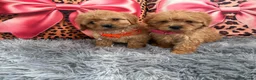 Cavapoo dogs for sale: Adorable poppies - Advert 4